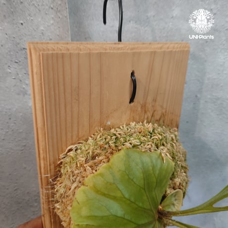 【国内繁殖株・一点物】Platycerium ridleyi | ビカクシダ リドレイ｜ビカクシダ原種｜Platycerium