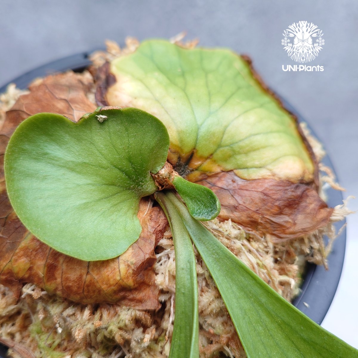 Platycerium coronarium ' Lesasha ' ビカクシダ コロナリウム