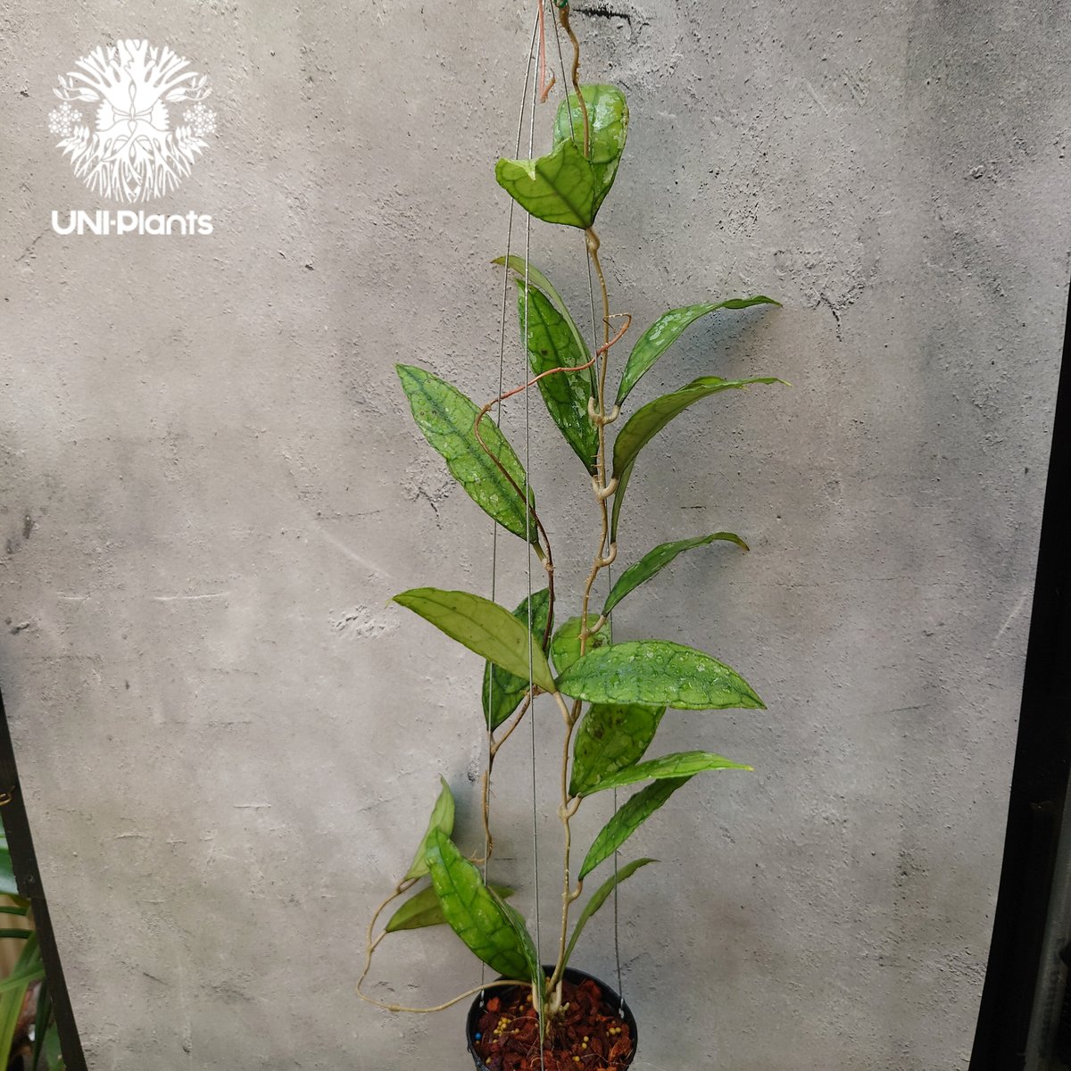 Hoya finlaysonii black leaves splash 希少 ホヤ フィレン