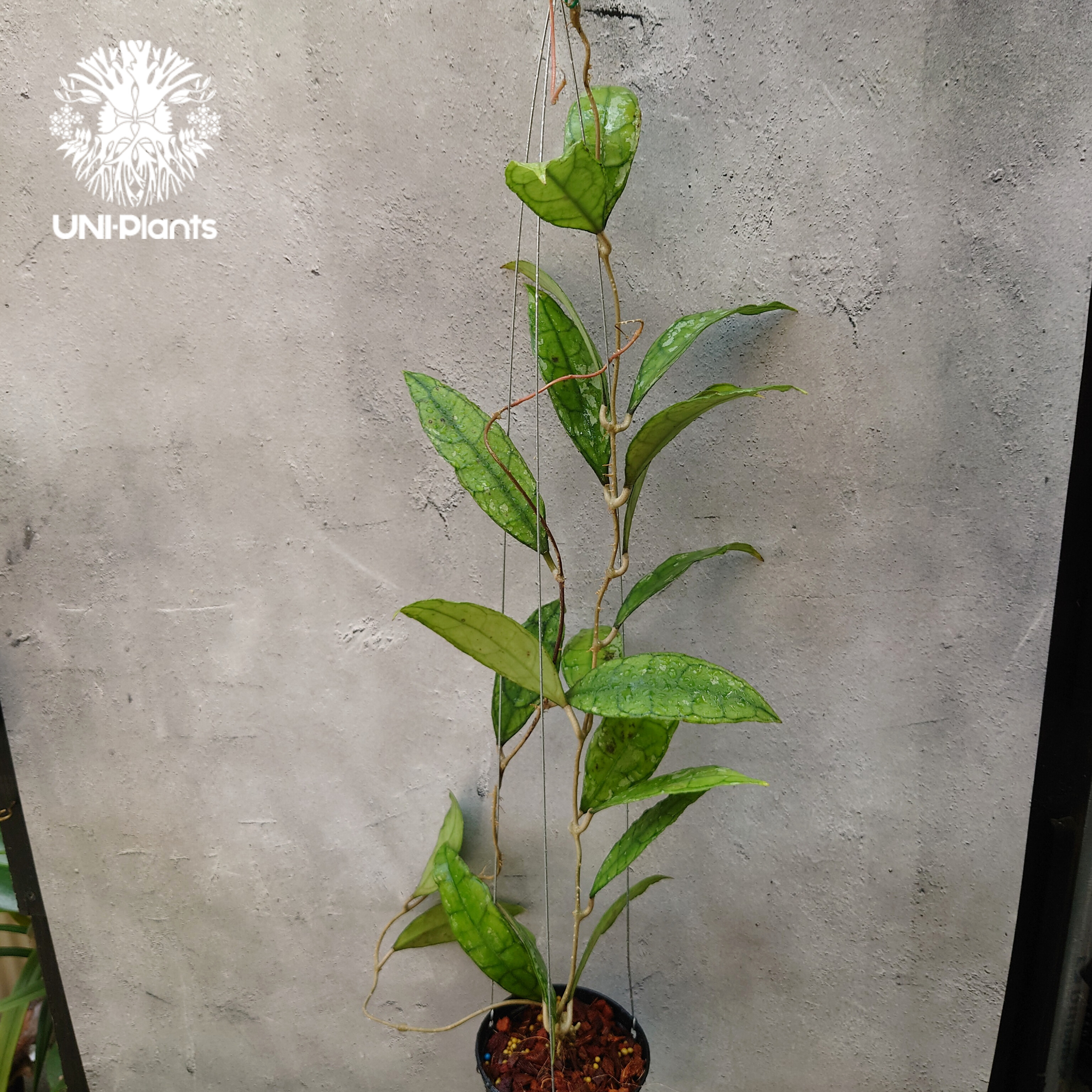 Hoya finlaysonii black leaves splash 希少 ホヤ フィレン