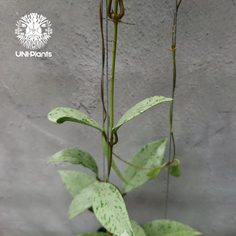 Hoya Pubicalyx silverghost ホヤ 吊り鉢 株立ち ホヤ プビカリクス