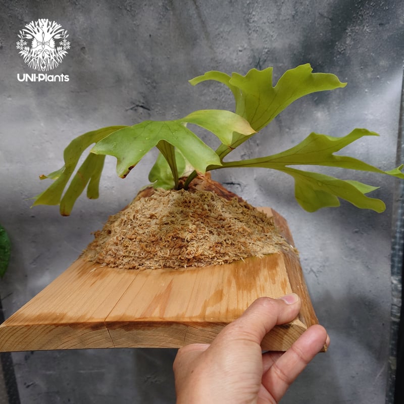 Platycerium 'Photraram' Nukul platycerium Hybri