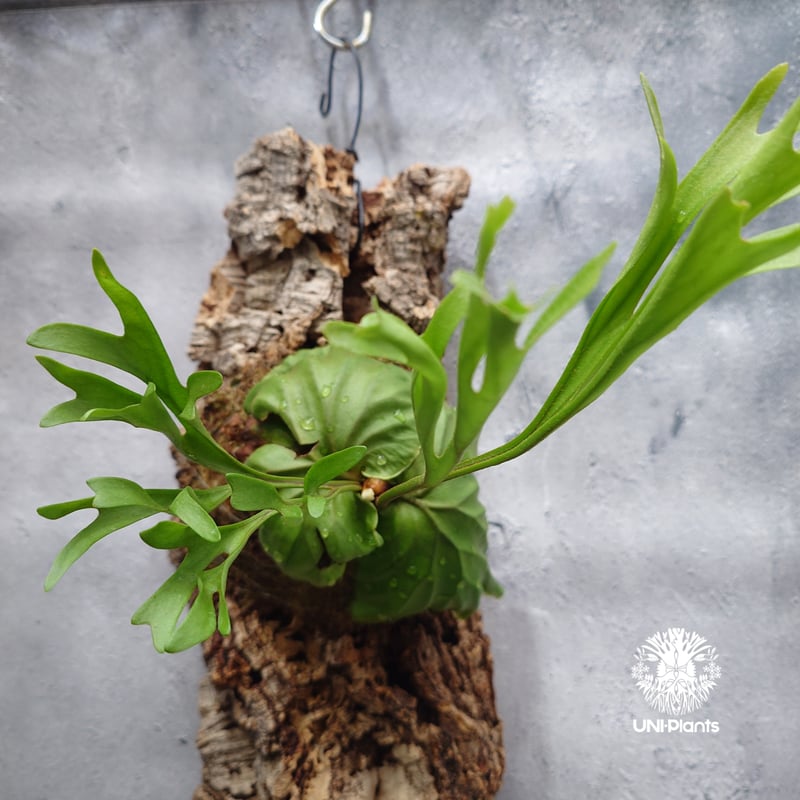 リドレイ　パカラン　胞子体大量　P.ridleyi pakarang Platycerium ridleyi Pakarang ビカクシダ リドレイ パカラン ビカ