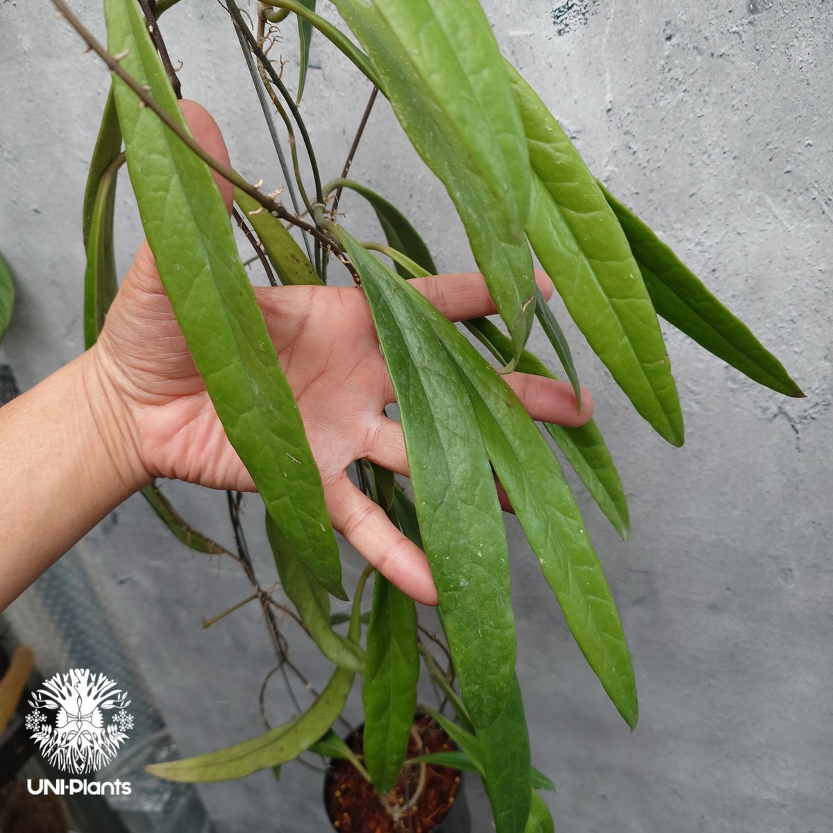 Hoya Sulawesiana ホヤ スラウェシアナ ホヤ植物 Hoya plants 珍し