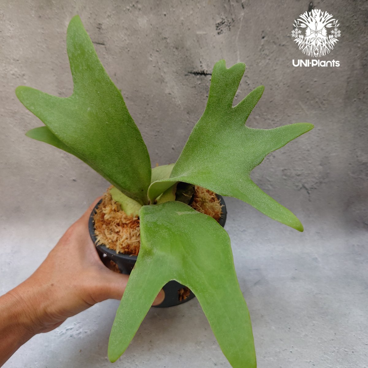 Platycerium willinckii white angel ビカクシダ ウィリンキー