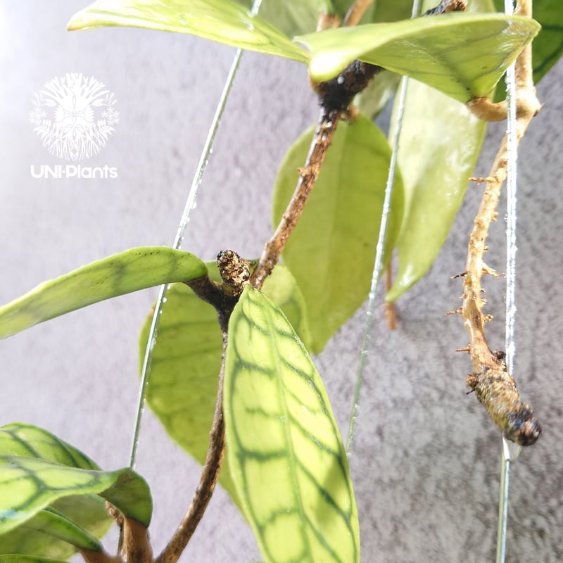 HOYA・ホヤ・Larisa・開花中・花座あり HOYA・ホヤ・Larisa・開花中・花座あり