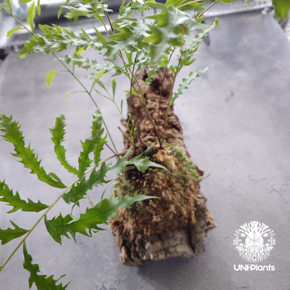 ドリナリア リギュドラ ホワイティ E103 ドリナリア リギュドラ