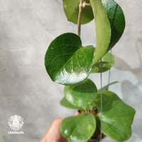 【タイ直輸入・希少】Hoya SS 7-21 ( kerrii x erythrina )｜ホヤ SS 7-21 ( ホヤ カーリー × ホヤ エリスリナ )｜珍品・ホヤ植物・つる性植物