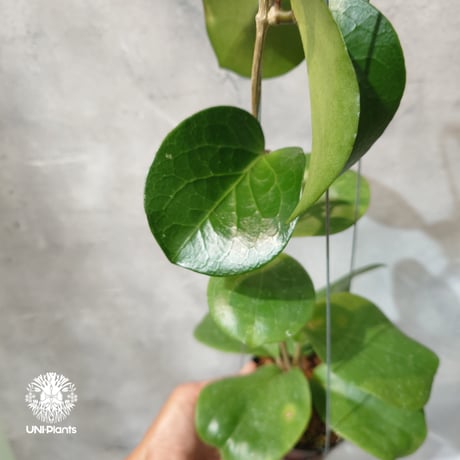 CATEGORY ホヤ植物 (Hoya) | UNI-Plants ビカクシダ、ホヤ植物、着生