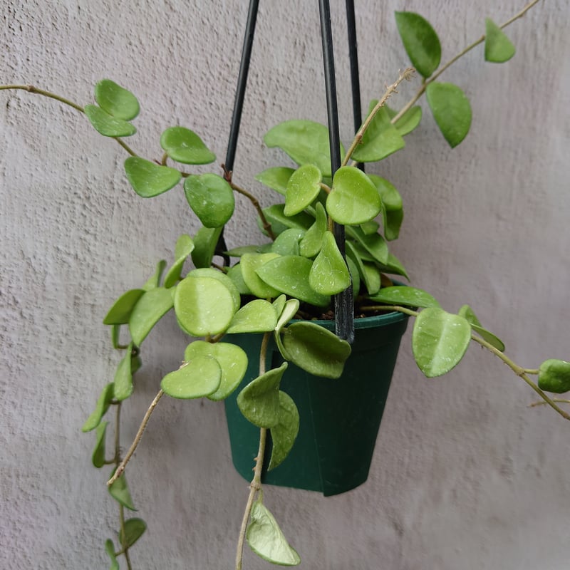珍種　レア　ホヤ　Hoya Lyi Noid サクララン ホヤ インフラータ Hoya Inflata サクララン 桜蘭 現品 観葉植物