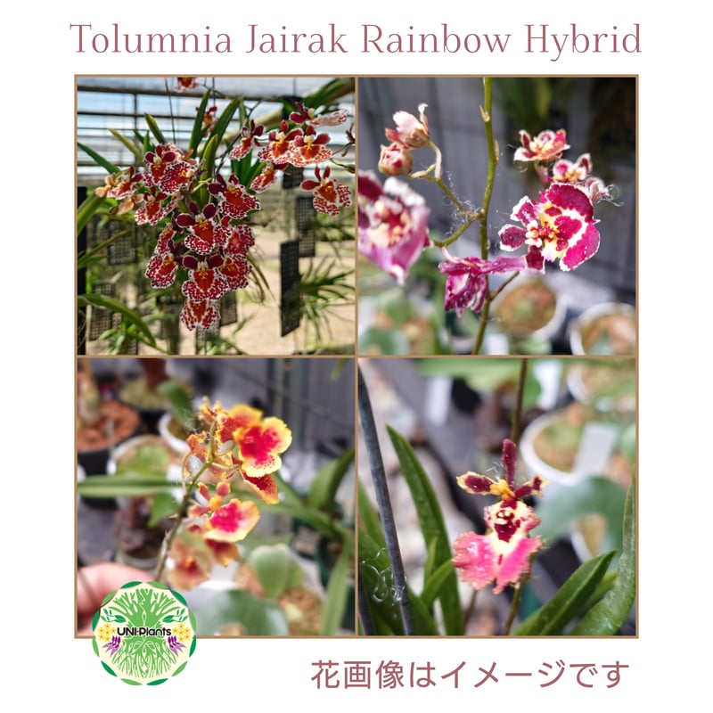たぬきそふと 小女ラムネ 足立甜花 抱き枕カバー