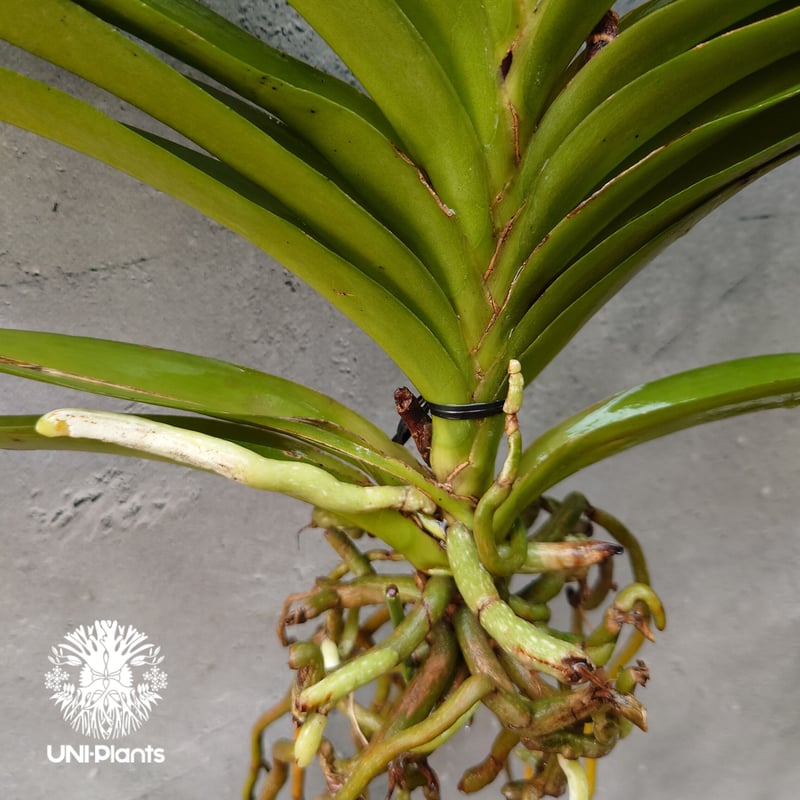 バンダ 洋蘭 Vanda orchid 大株 ラン 蘭 花が綺麗な洋ラン | UNI