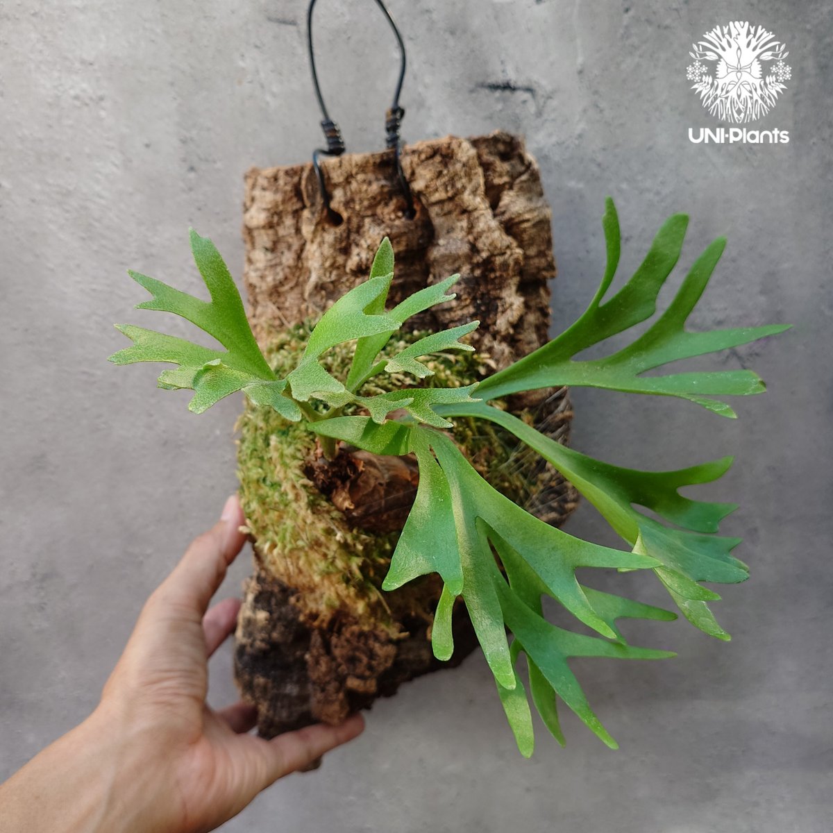 ビカクシダ P.Kitshakood small leaf ビカクシダ P.Kitshakood small leaf 2025.5/12〜】板付