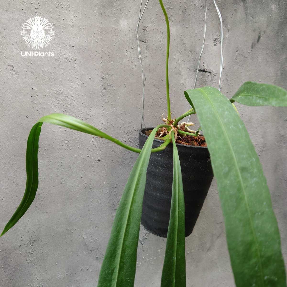 アンスリウム ビッタリフォリウム Anthurium Vittarifolium アンスリウム ビッタリフォリウム Anthurium Vittarifolium