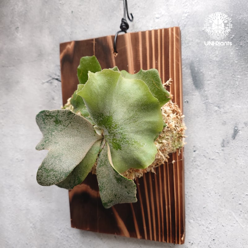 Platycerium willinckii wild cat(spore) ビカクシダ ウィ