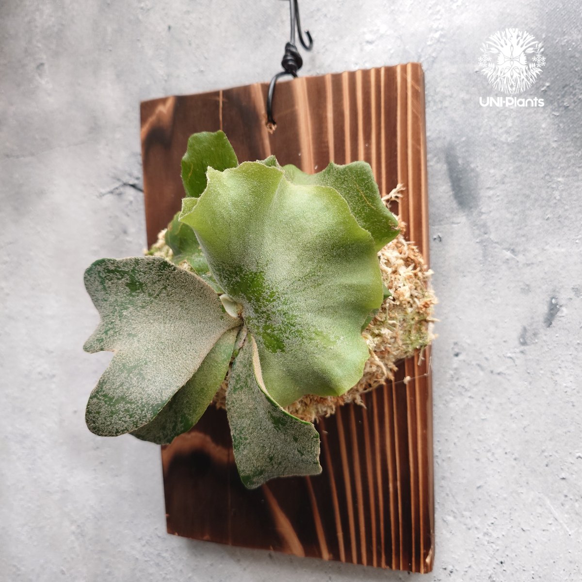 ビカクシダ P.Willinckii Java Wild img_bde7968b9a697e94e25ee05974