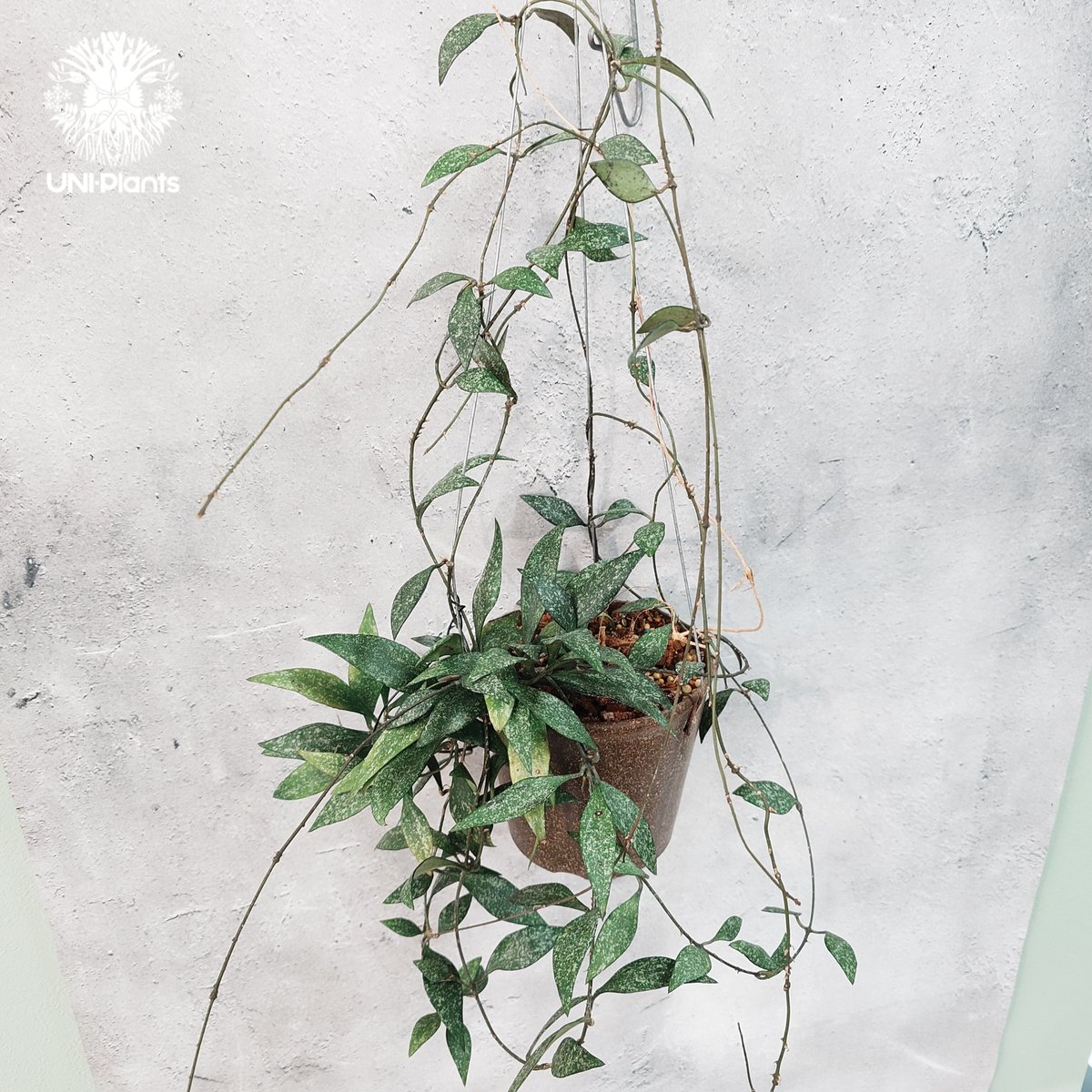 タイ直輸入・希少】Hoya parviflora splash ｜ホヤ ｜珍品・着生植物