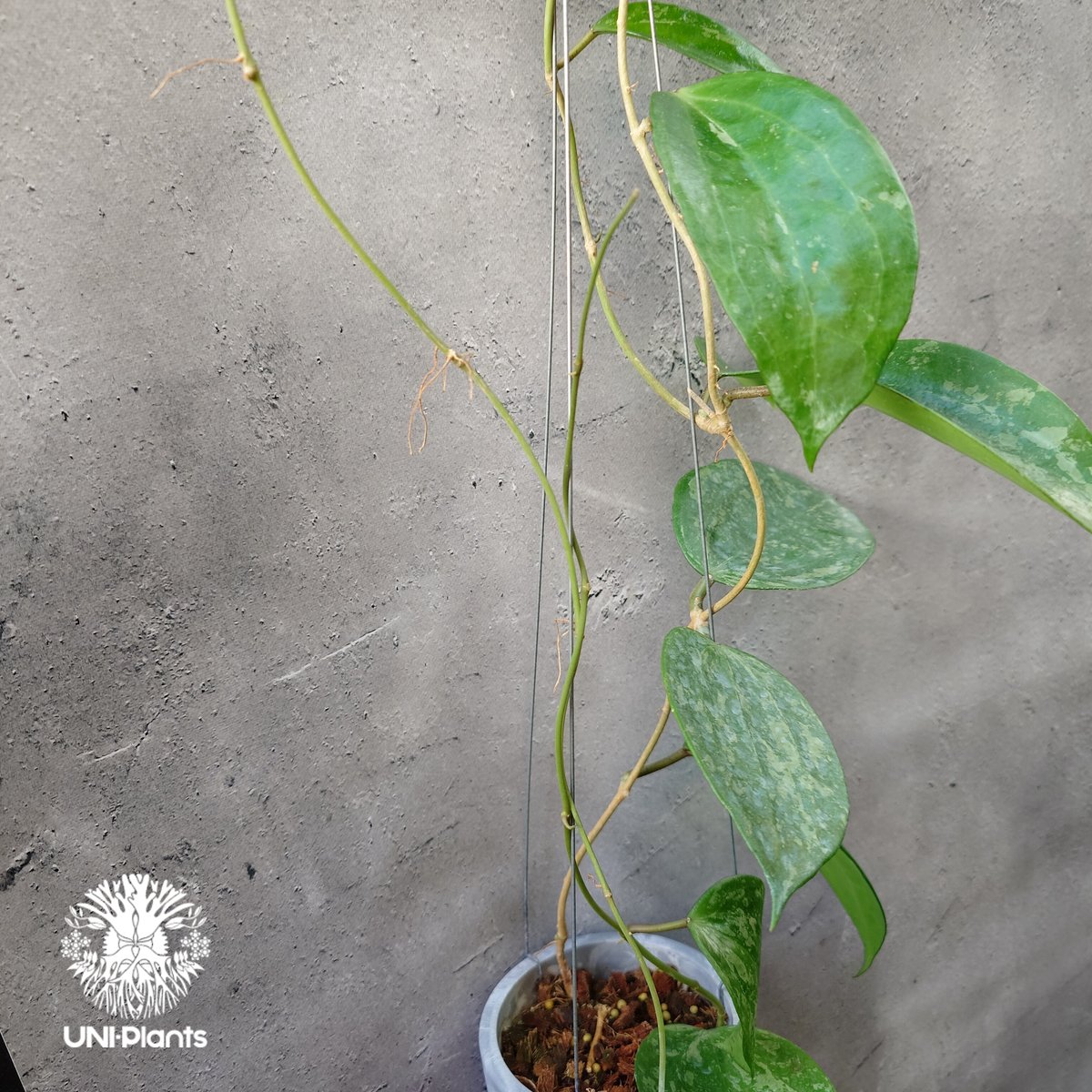レア　ホヤ　Hoya latifolia ' Queen'サクララン Hoya latifolia Snow Queen （L）ホヤ ラティフォリア スノー