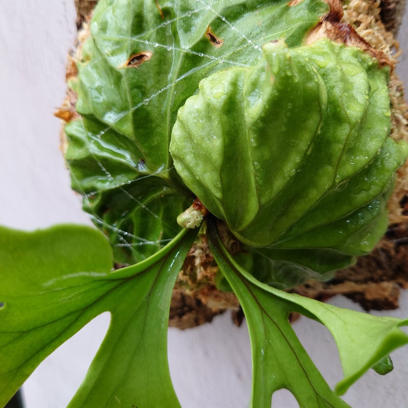 P.ridleyi リドレイ 極細葉 多分岐タイプ ビカクシダ コウモリラン A