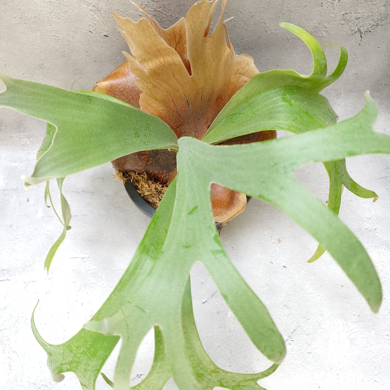 ビカクシダ　バンナ#A ビカクシダ バンナ #A (子株) 「Platycerium Banna #A (pup)」8