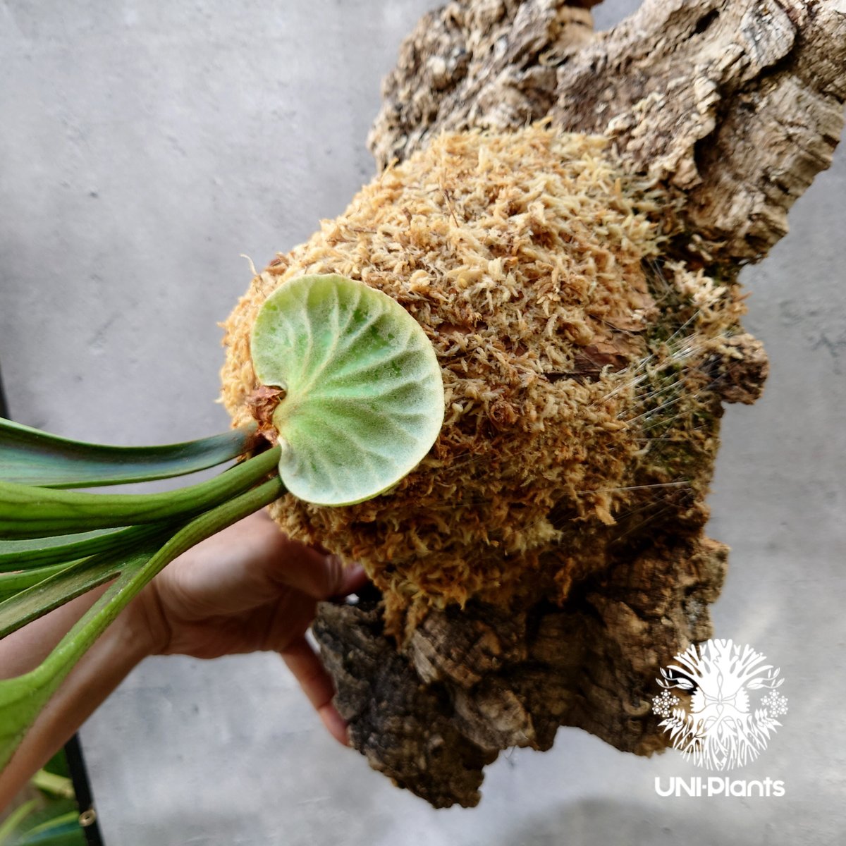 ビカクシダ キッチャクード Platycerium mt.kitshakood コウモリラン