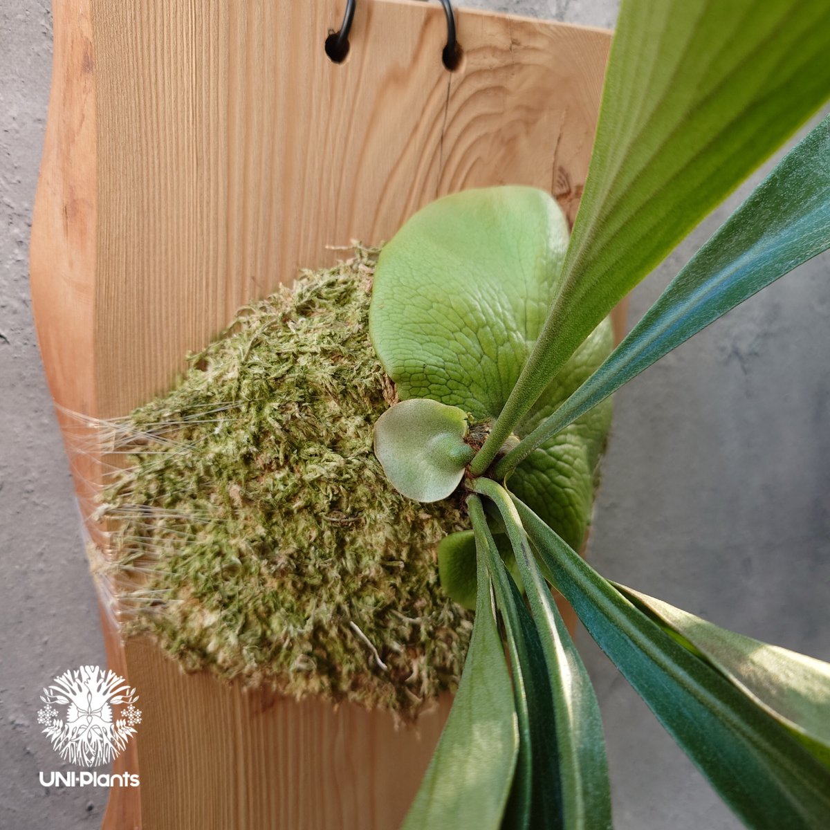 Platycerium Moose(P.hillii × P.alcicorne) ビカクシダ