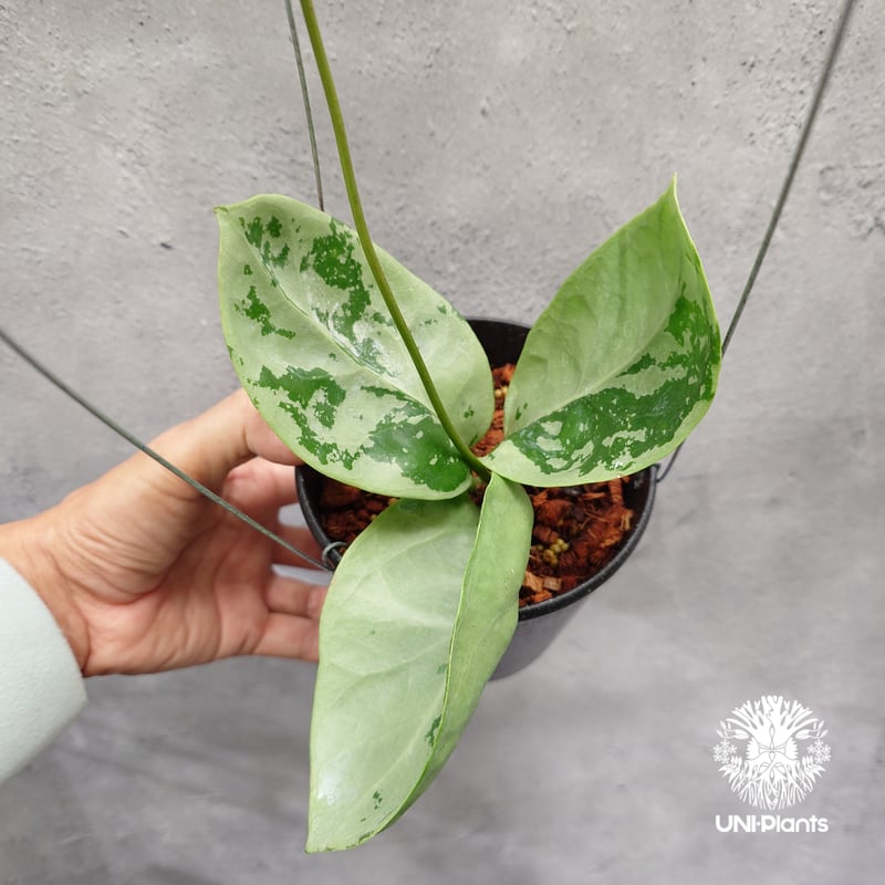 限定1株入荷 Hoya Nervosa jokul ホヤ 希少 ホヤ植物 ホヤの花 珍しい