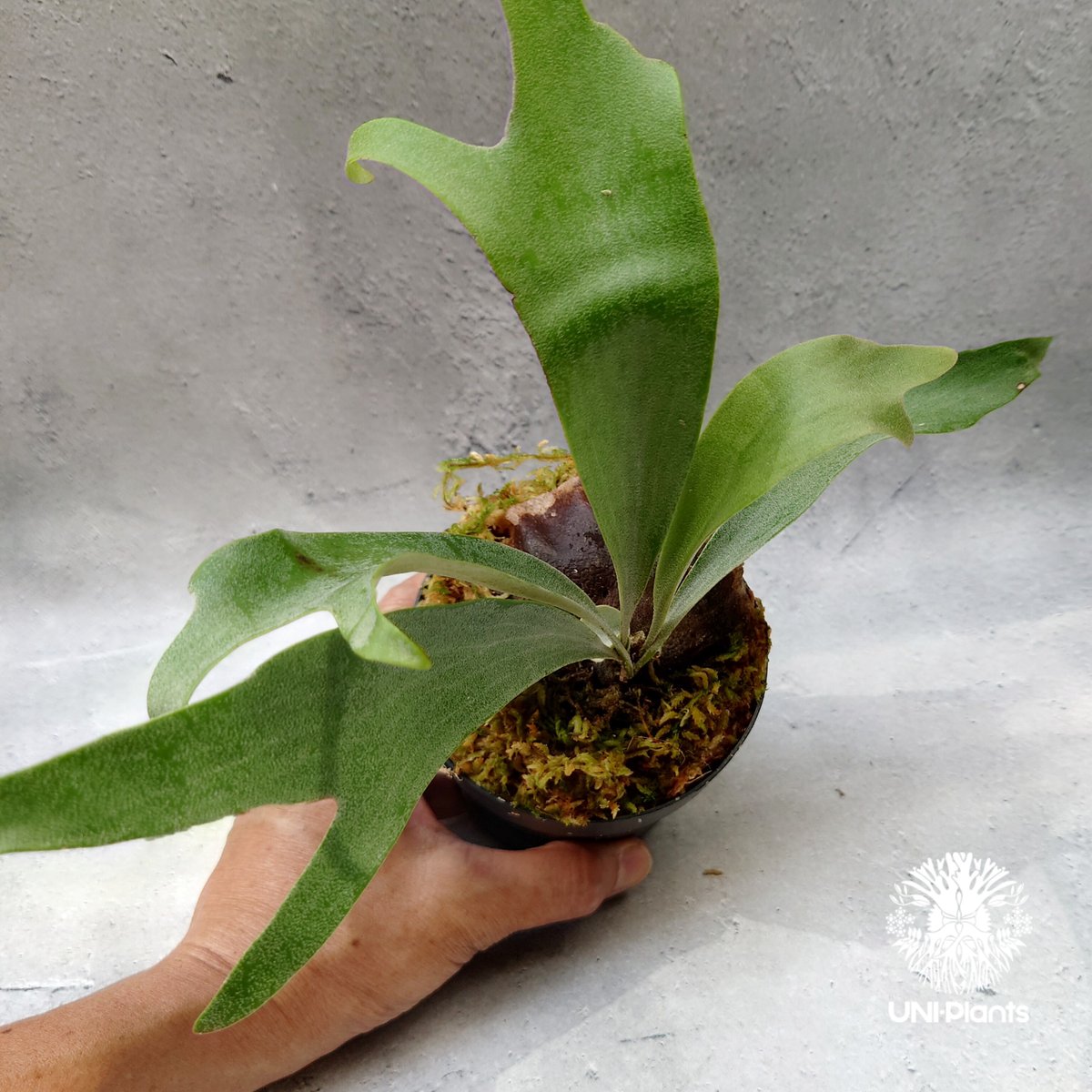Platycerium Summer Breeze (P.Lemoinei x P.Bicor