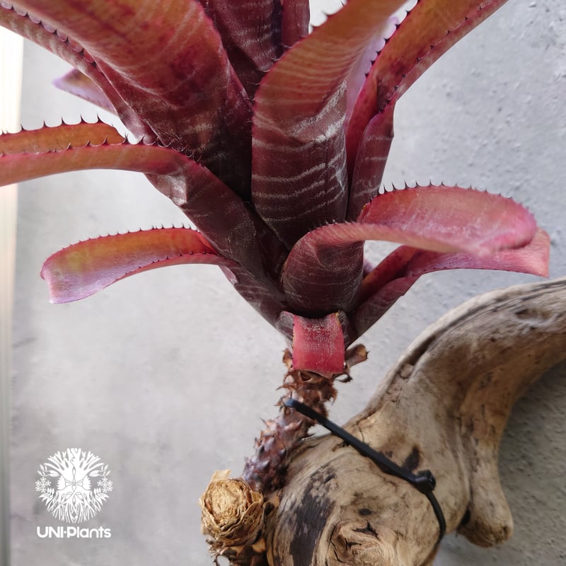 エクメア ヌディカウリス 子株付き エクメア ヌディカウリス 子株付き エクメア ヌディカウリス レッド