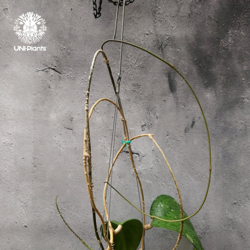 p様　HOYA2種 楽天市場】□鷲尾園芸さんのホヤ□ ホヤ sp.PNG SV 432 Hoya sp