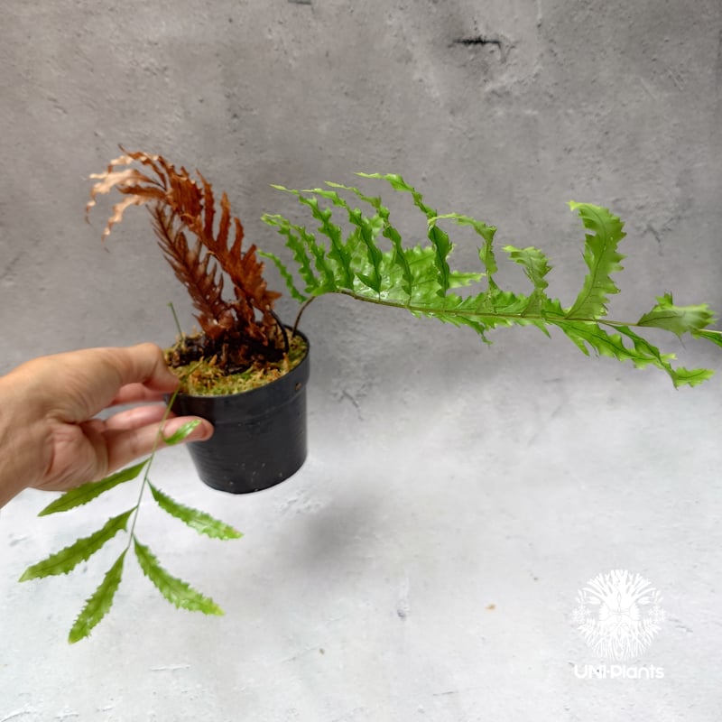 Drynaria rigidula `whitei' ドリナリア·リギデュラ'ホワイティ' 観