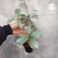 Hoya stenophylla ホヤ ステノフィラ 希少 ホヤ植物 ホヤの花