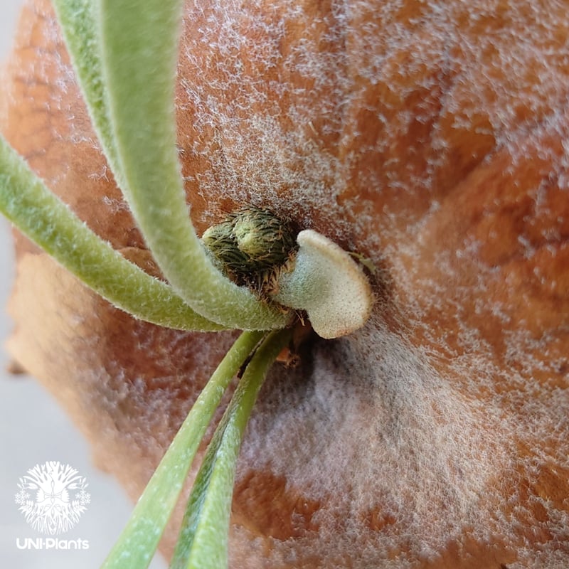 ビカクシダ ビフルカツム Platycerium bifurcatum コウモリラン