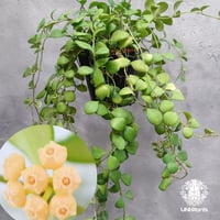 限定1株入荷 Hoya Nervosa jokul ホヤ 希少 ホヤ植物 ホヤの花 珍しい