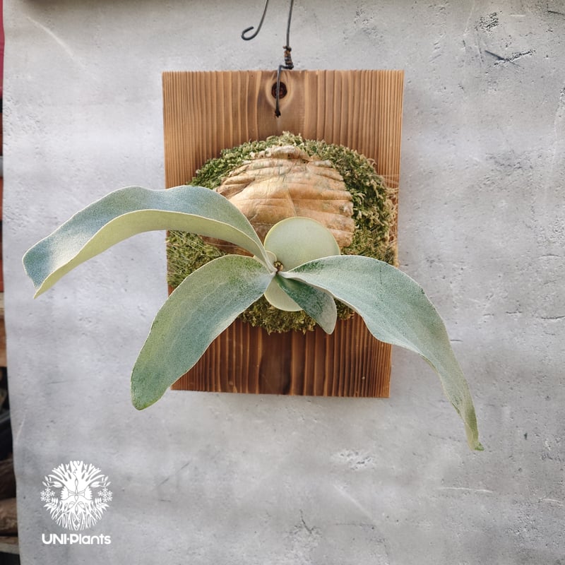 国内繁殖株・一点物】ビカクシダ OMO 'Polar Bear'｜希少株｜Platyceri