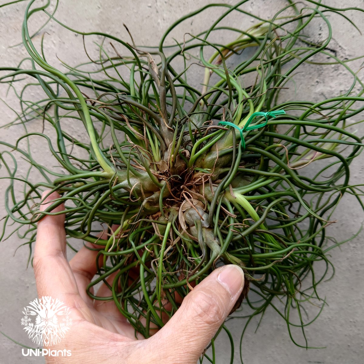 ブロメリア・エアープランツ tillandsia bulbosa 'redbull' true ブロメリア・エアープランツ tillandsia bulbosa 'redbull' true
