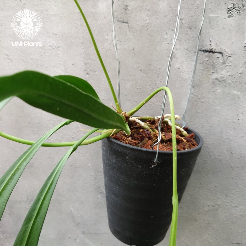 アンスリウム ビッタリフォリウム Anthurium Vittarifolium アンスリウム ビッタリフォリウム Anthurium Vittarifolium