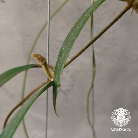 Hoya Parasitica lite pink ホヤ パラシティカ ライトピンク ホヤ植物 ホヤの花 つる性植物 ハンギング植物