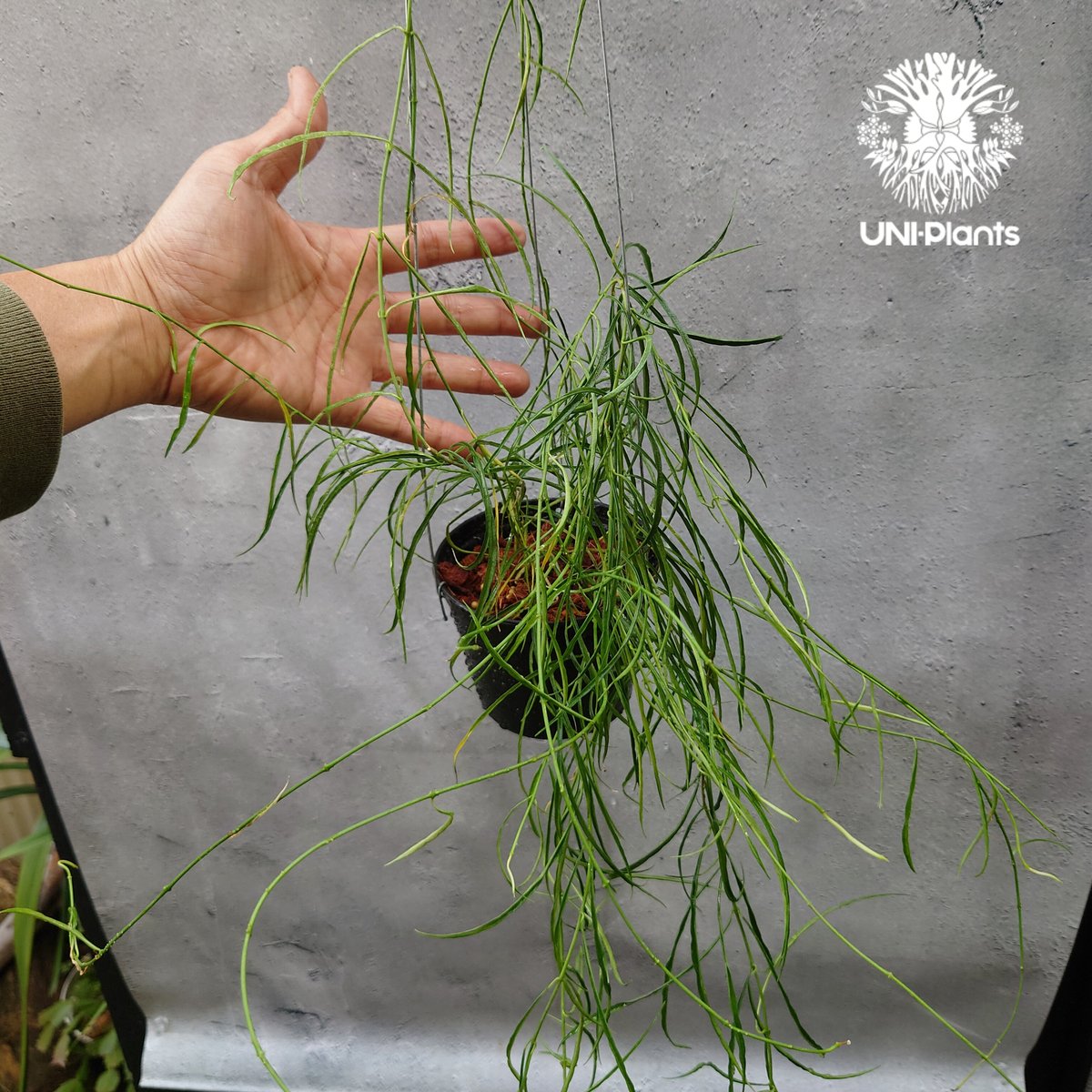 専用＊0927＊ホヤ ＊ステノフィラ Hoya stenophylla ホヤ ステノフィラ 希少 ホヤ植物 ホヤの花