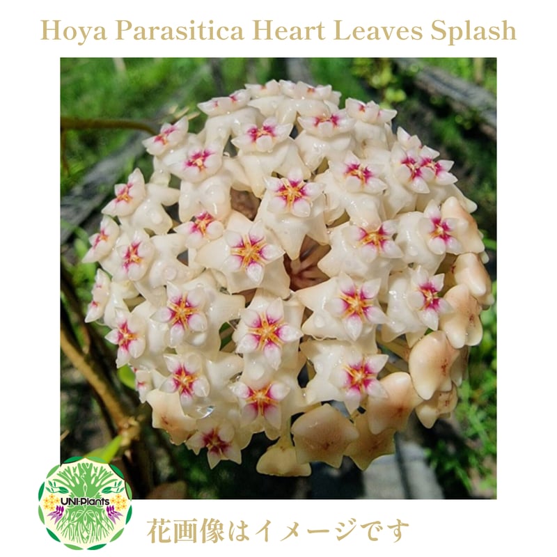 Hoya Parasitica Heart Leaves Splash ホヤ パラシティカ ハ