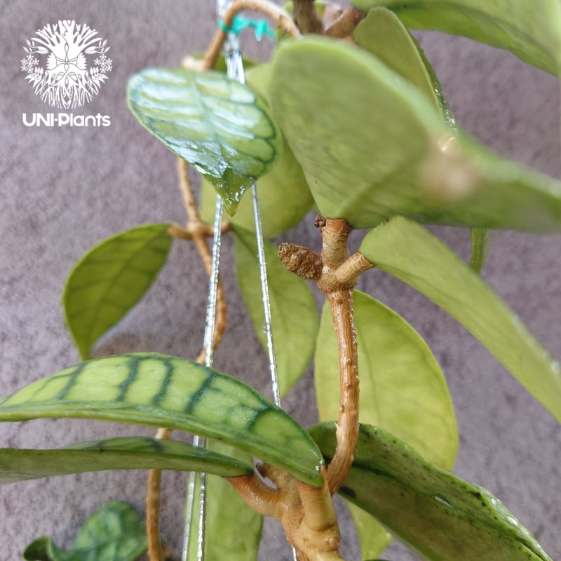 花座付き! Hoya Callistophylla short leaves ホヤ カリストフ