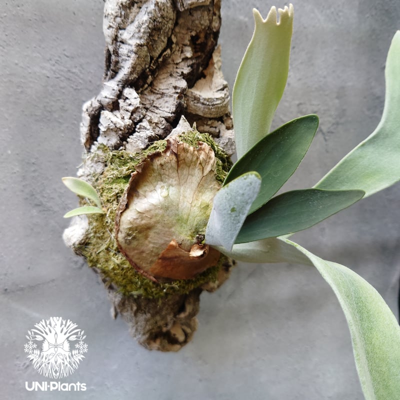 ビカクシダ ベイチー Patycerium veitchii コウモリラン