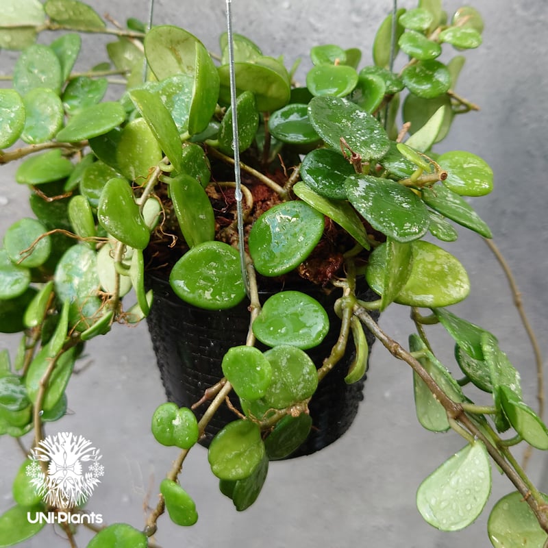 0905＊ホヤ＊Hoya ＊mathilde＊variegata＊マチルダ内斑入 16 ホヤ マチルダ斑入り 内斑 激レア mathilde variegated
