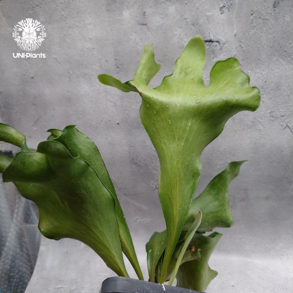 Platycerium hillii 'Dragon Fury' ビカクシダ ヒリー 'ドラゴ