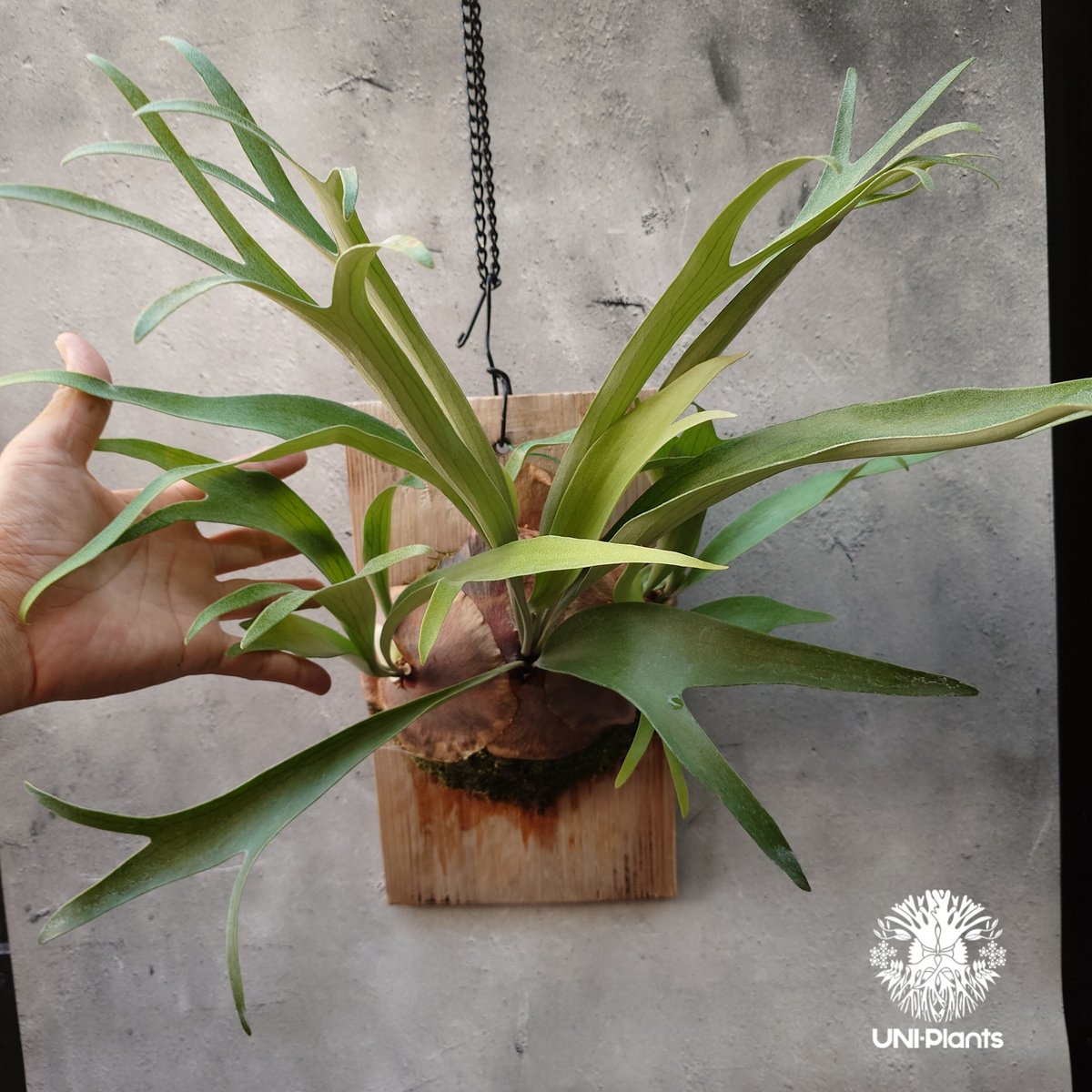 P. Pacific ocean series (P.willinckii 'Blue queen', P
