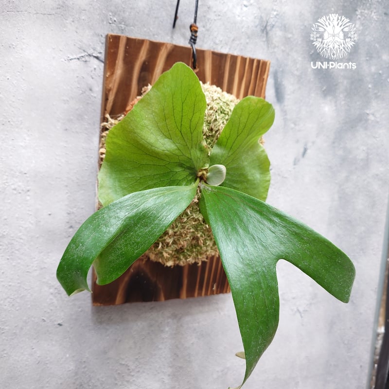 ビカクシダ ステマリア Platycerium stemaria ビカクシダ原種 シダ植物