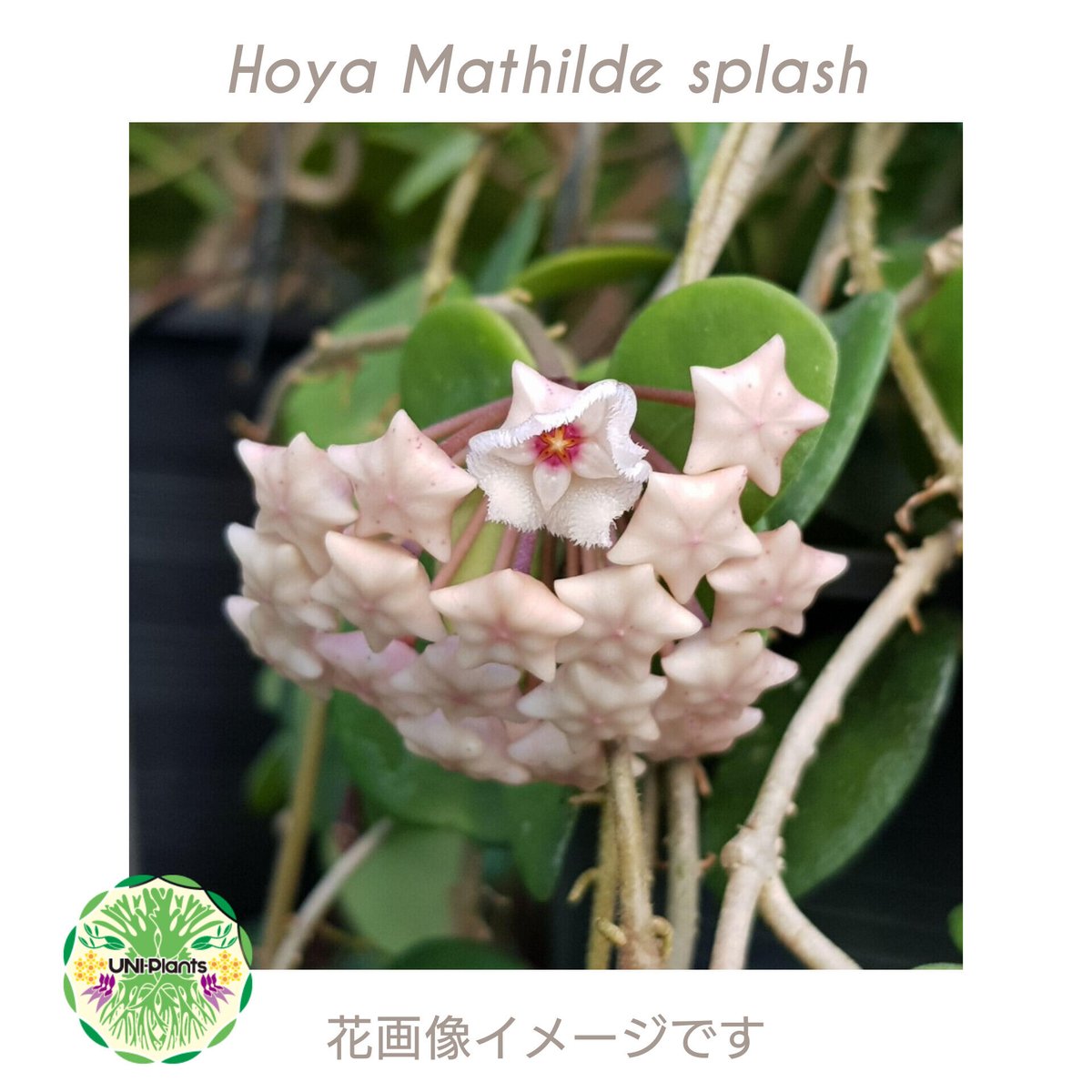 55 ホヤ　マチルダ　内斑入りHoya mathilde inner 55 ホヤ マチルダ 内斑入りHoya mathilde inner
