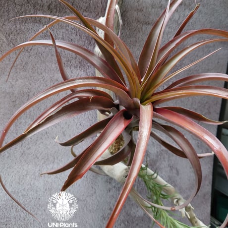 Tillandsia capitata “Marron” with Araujei ティランジア チランジア・カピタータ・マロン With アラウジェイ 珍奇植物 植物 エアプランツ ブロメリア
