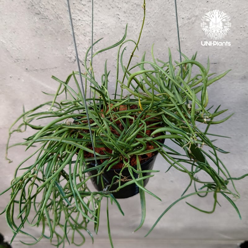 Hoya Acuculalis ホヤ アシキュラリス 希少 ホヤ植物 希少 ホヤの花