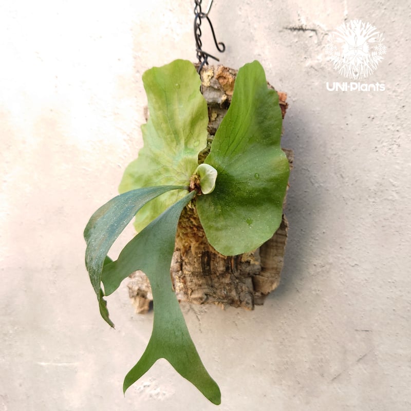 現品【ステマリア】　コウモリラン ビカクシダ　★コルク付　 BI0171 ビカクシダ ステマリア Platycerium stemaria コウモリラン ビカクシダ